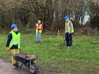 Mulching new trees