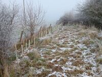 New saplings in hedge towards Tuckmill Brook