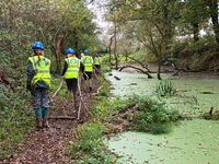 Moving the cut branches from beside the canal towpath