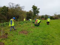 Mulching the saplings